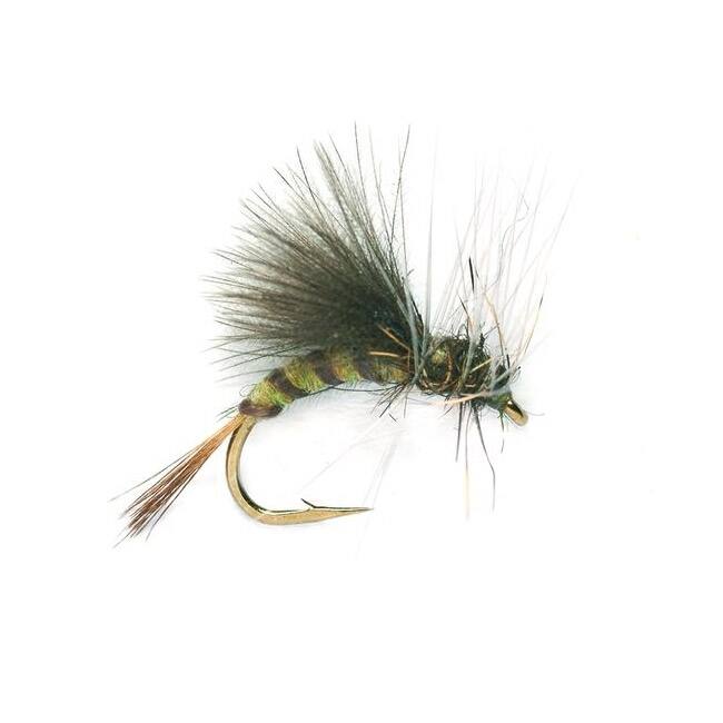 Olive Emerger