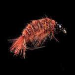 MP 76 -breeding Freshwater Shrimp-