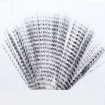 Barred Mayfly Tails