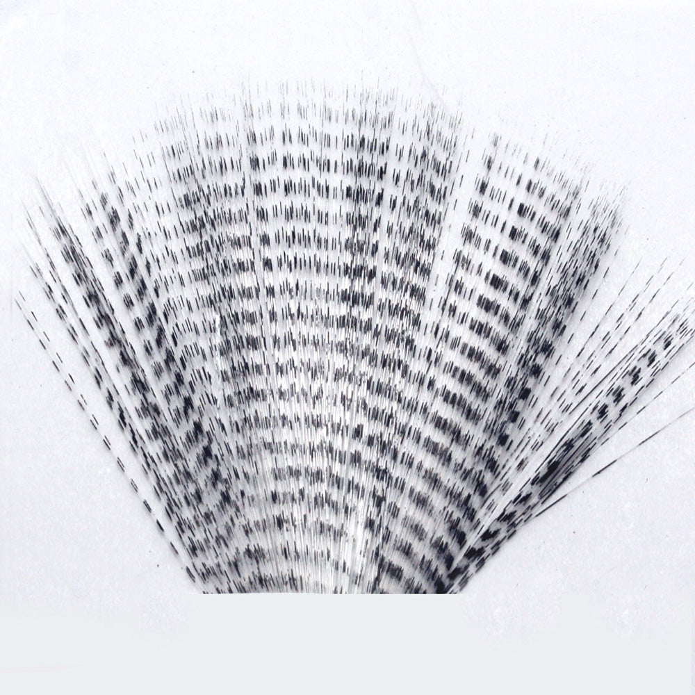 Barred Mayfly Tails