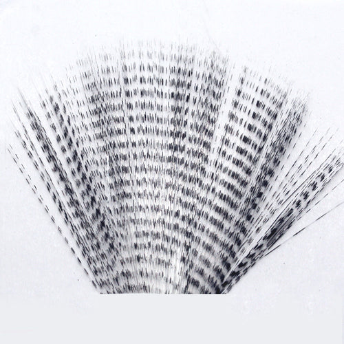 Barred Mayfly Tails