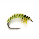 Caddis Larva 