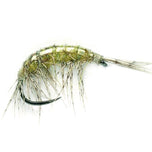 Shrimp 