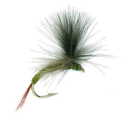Parachute Olive