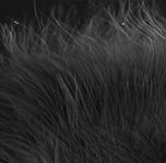 Marabou Strung