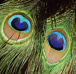 Pfauenaugen
