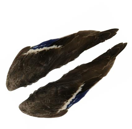 Stockente Flügelpaar