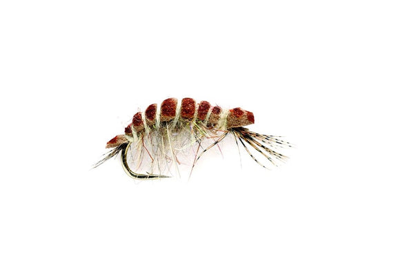 Bachflohkrebs-Nymphe (Gammarus) mit gekrümmtem Körper, rotbraun segmentiertem Rücken und heller, fein behaarter Unterseite